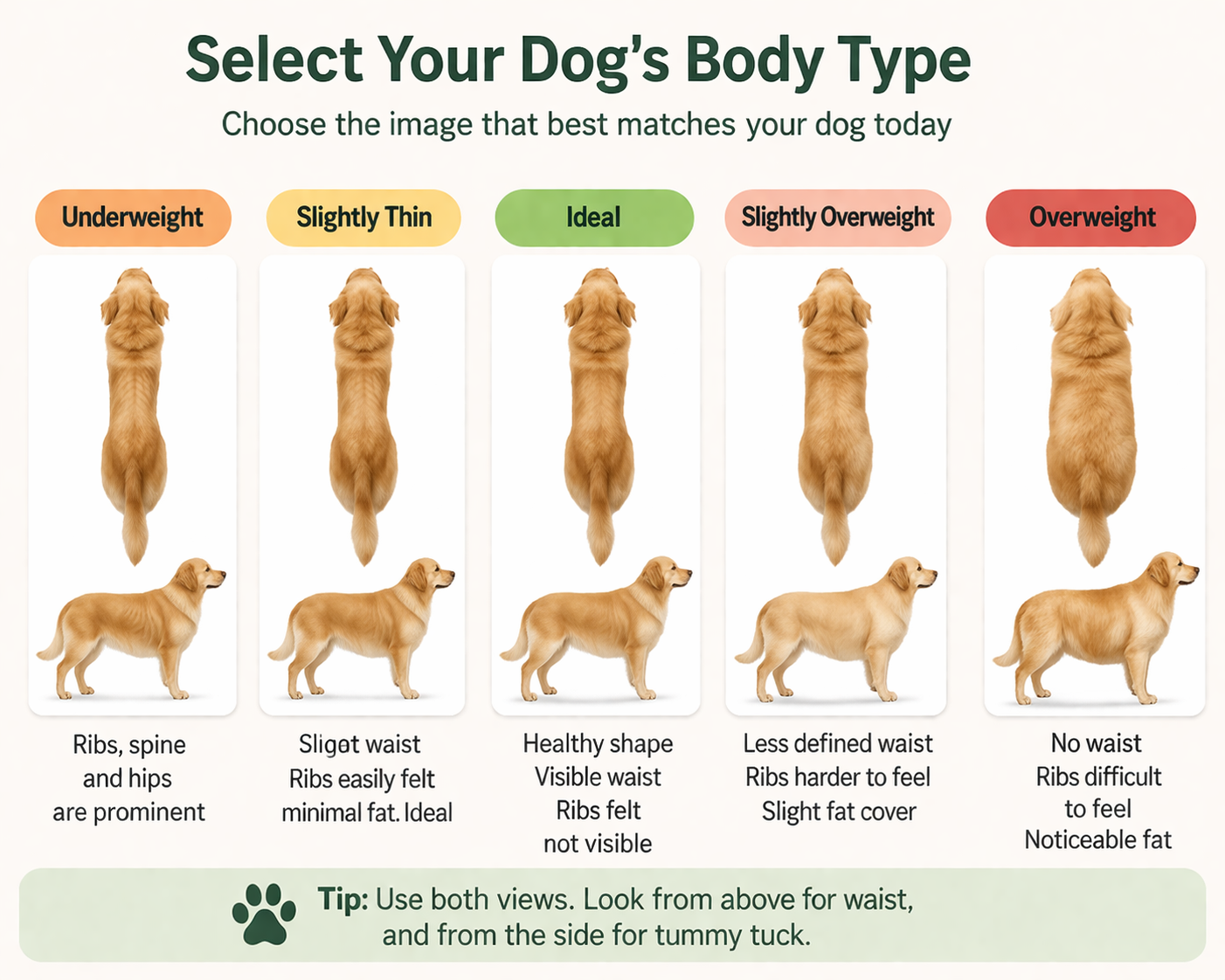 Dog body type chart